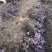 绿篱色块小苗红花继木苗红桎木红花继木球庭院绿化行道