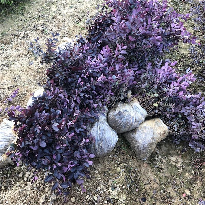 绿篱色块小苗红花继木苗红桎木红花继木球庭院绿化行道