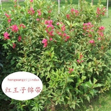 红王子锦带花苗园林工程绿化苗木花卉观叶植物精品绿化树苗