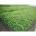 红王子锦带花苗园林工程绿化苗木花卉观叶植物精品绿化树苗