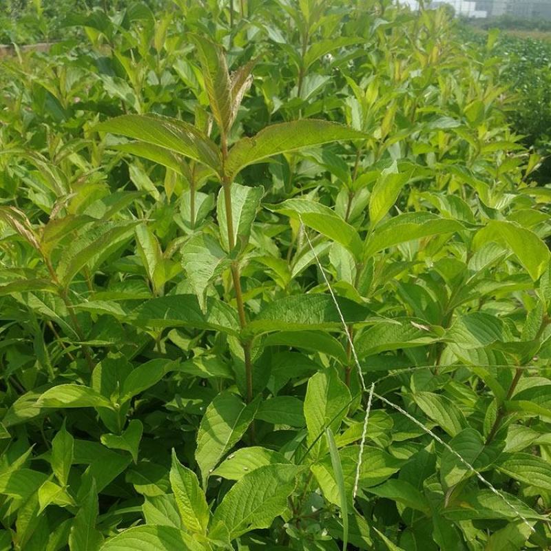 红王子锦带花苗园林工程绿化苗木花卉观叶植物精品绿化树苗