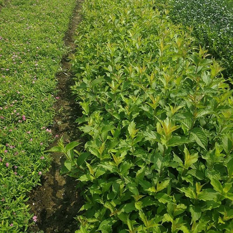 红王子锦带花苗园林工程绿化苗木花卉观叶植物精品绿化树苗