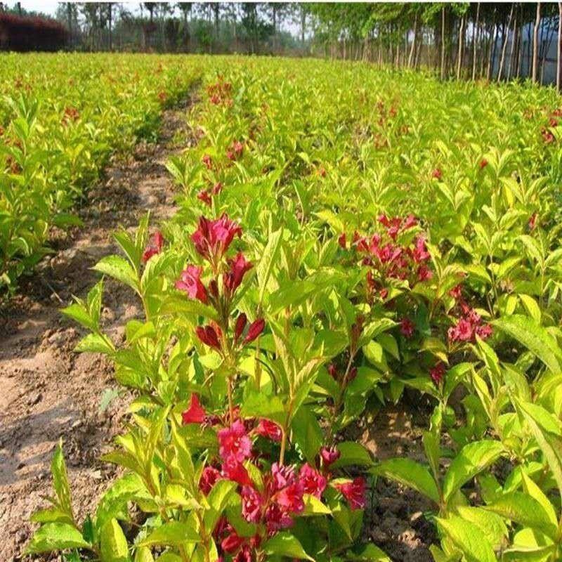 红王子锦带花苗园林工程绿化苗木花卉观叶植物精品绿化树苗