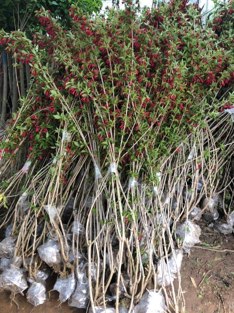 红王子锦带花苗园林工程绿化苗木花卉观叶植物精品绿化树苗