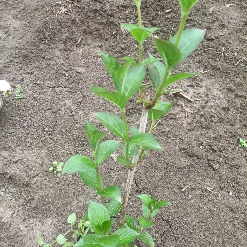 红王子锦带花苗园林工程绿化苗木花卉观叶植物精品绿化树苗