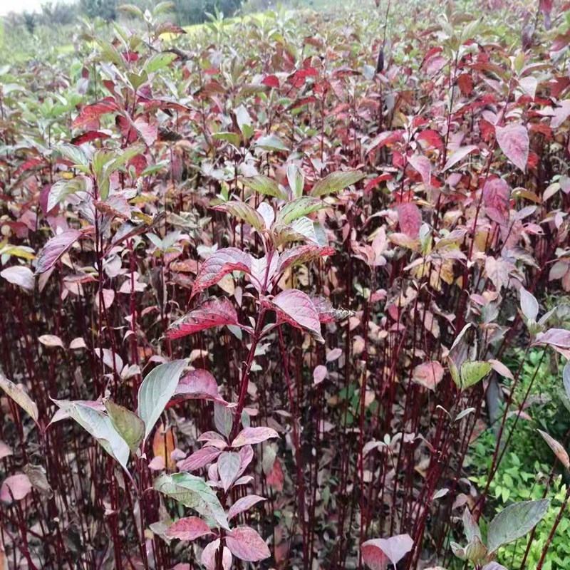 红杆麻球红瑞木苗红柳绿化苗木庭院植物彩色苗木树苗