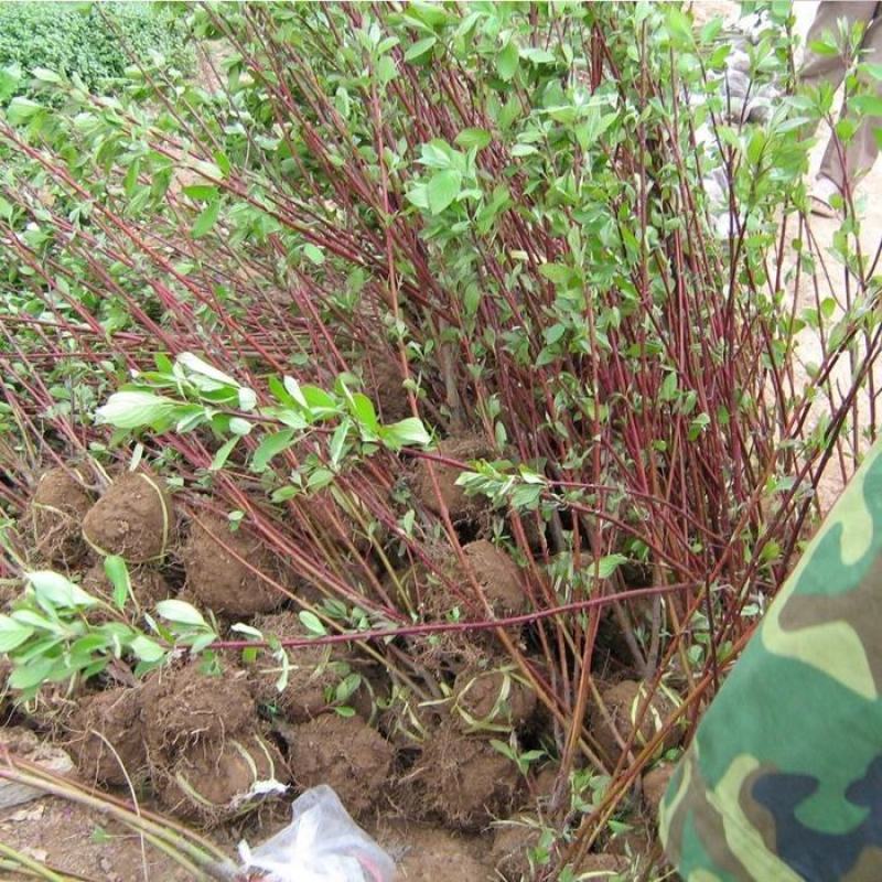 红杆麻球红瑞木苗红柳绿化苗木庭院植物彩色苗木树苗