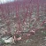 红杆麻球红瑞木苗红柳绿化苗木庭院植物彩色苗木树苗
