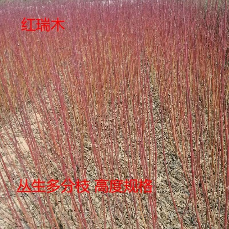 红杆麻球红瑞木苗红柳绿化苗木庭院植物彩色苗木树苗