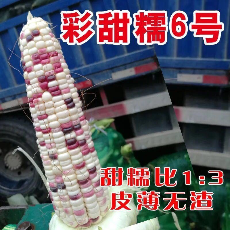 彩甜糯6号特大棒彩甜糯玉米种子加甜彩鲜食玉米种子基地专用