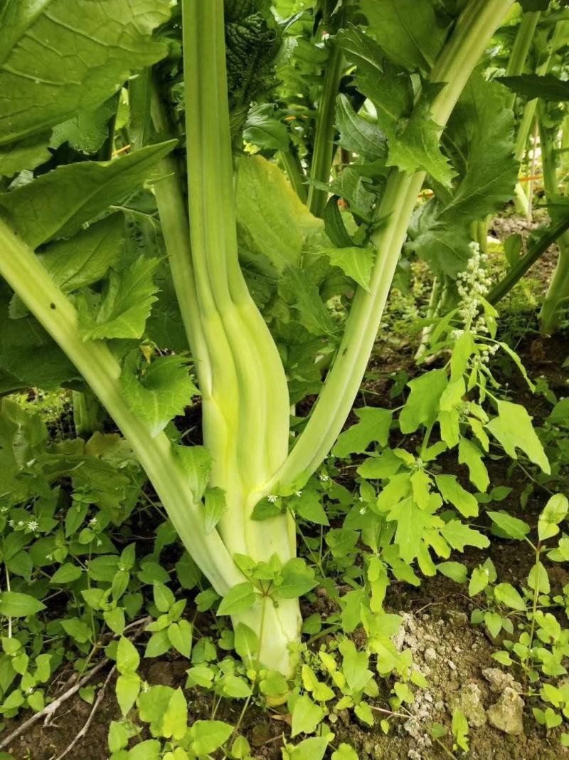 福建芥菜头，大菜心，
