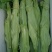福建芥菜头，大菜心，
