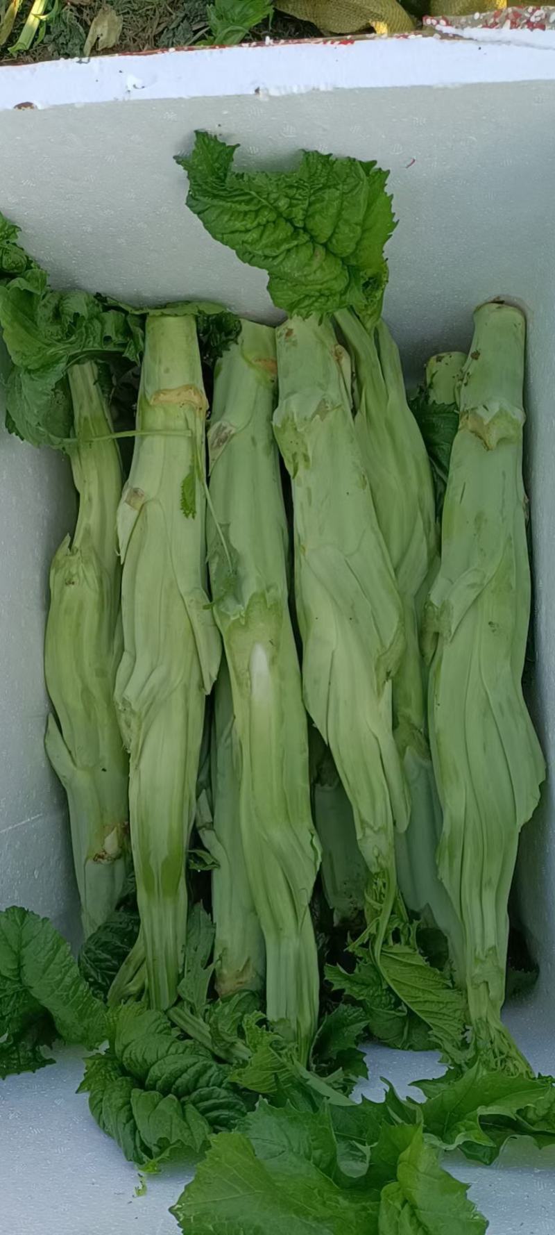 福建芥菜头，大菜心，