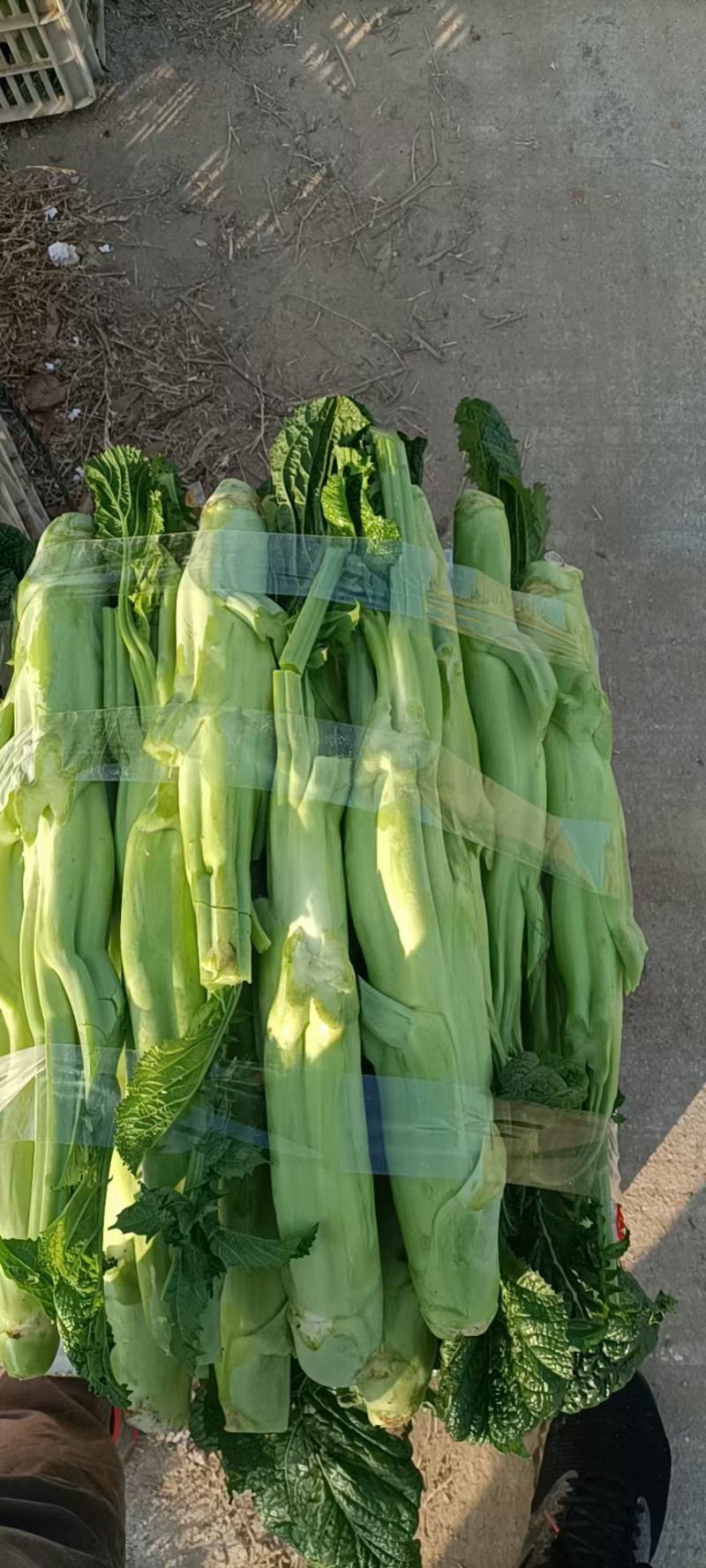 福建芥菜头，大菜心，
