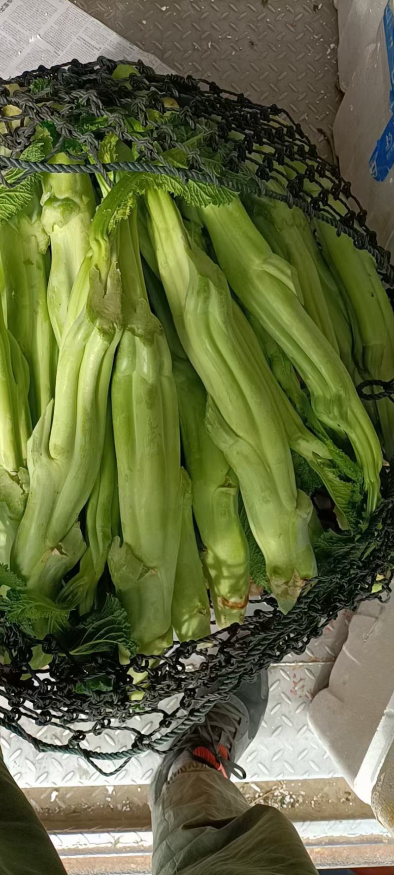 福建芥菜头，大菜心，