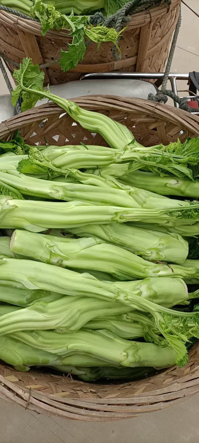 福建芥菜头，大菜心，