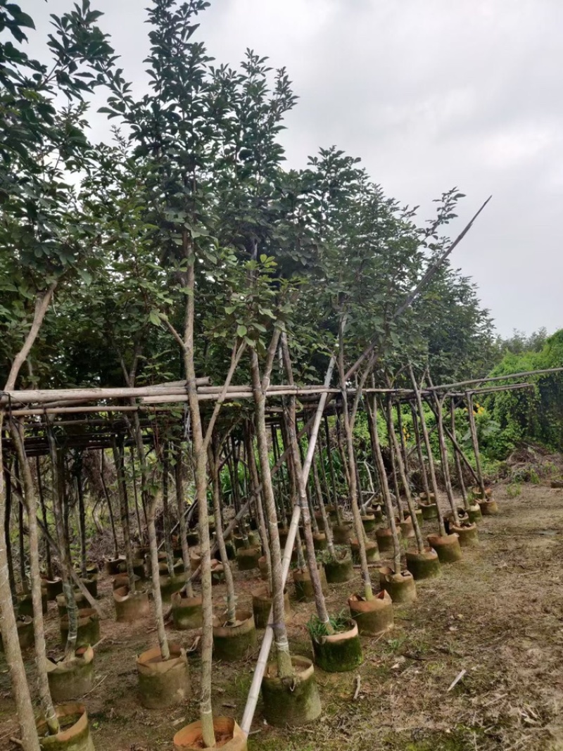 黄花风铃木少花风铃木3-15公分