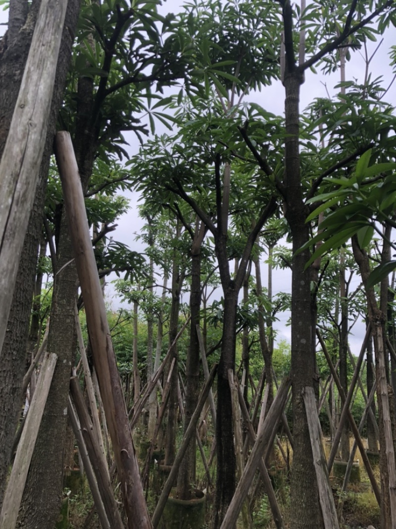 杜仲树5-30