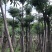 杜仲树5-30