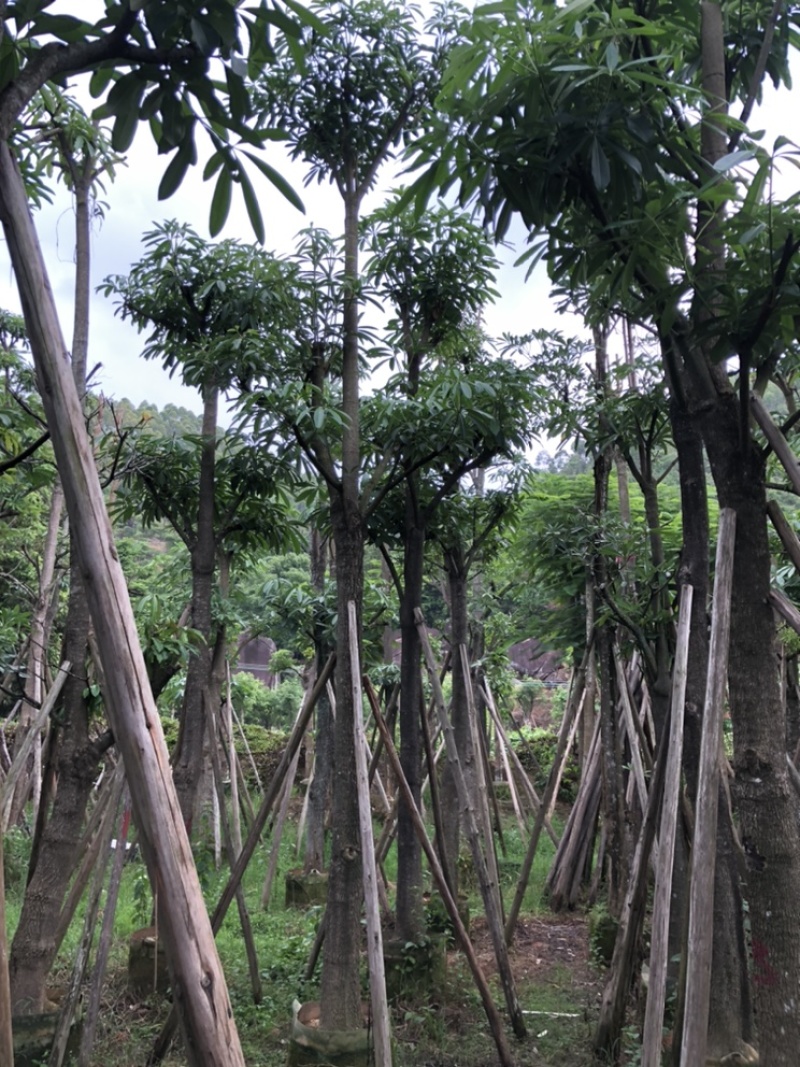 杜仲树5-30