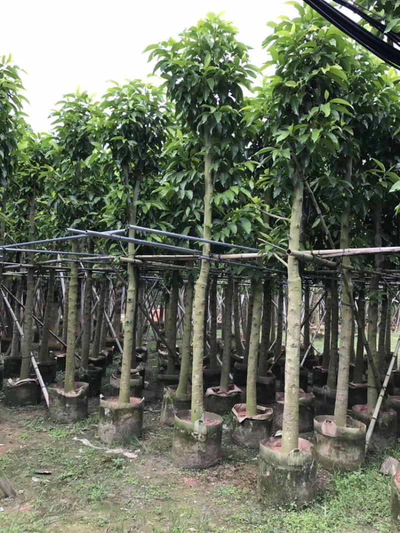 白玉兰树5-25分