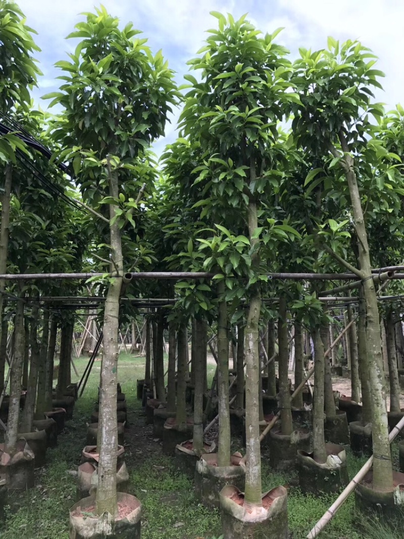 白玉兰树5-25分
