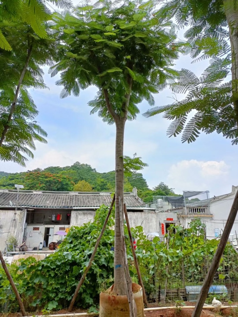 白玉兰树5-25分