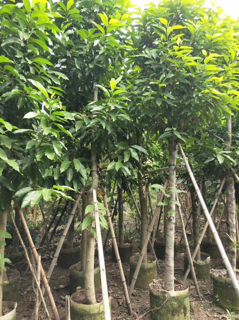 白玉兰树5-25分