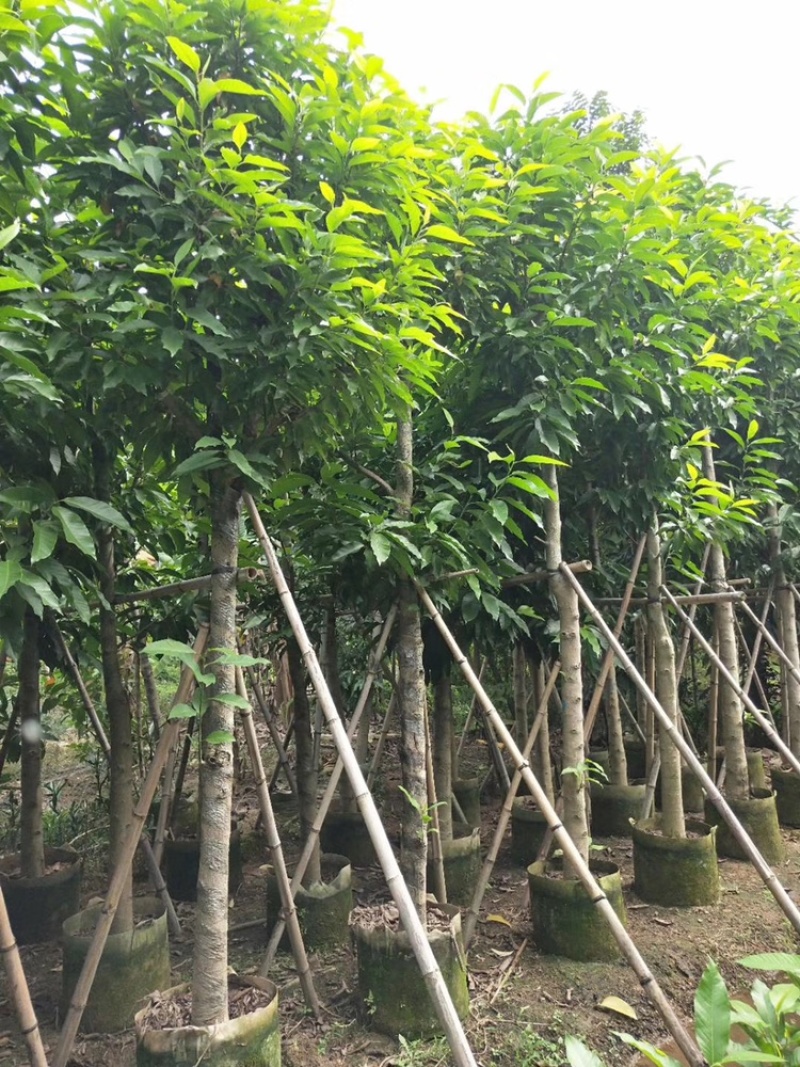 白玉兰树5-25分