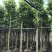 白玉兰树5-25分