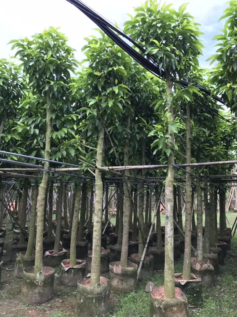 白玉兰树5-25分