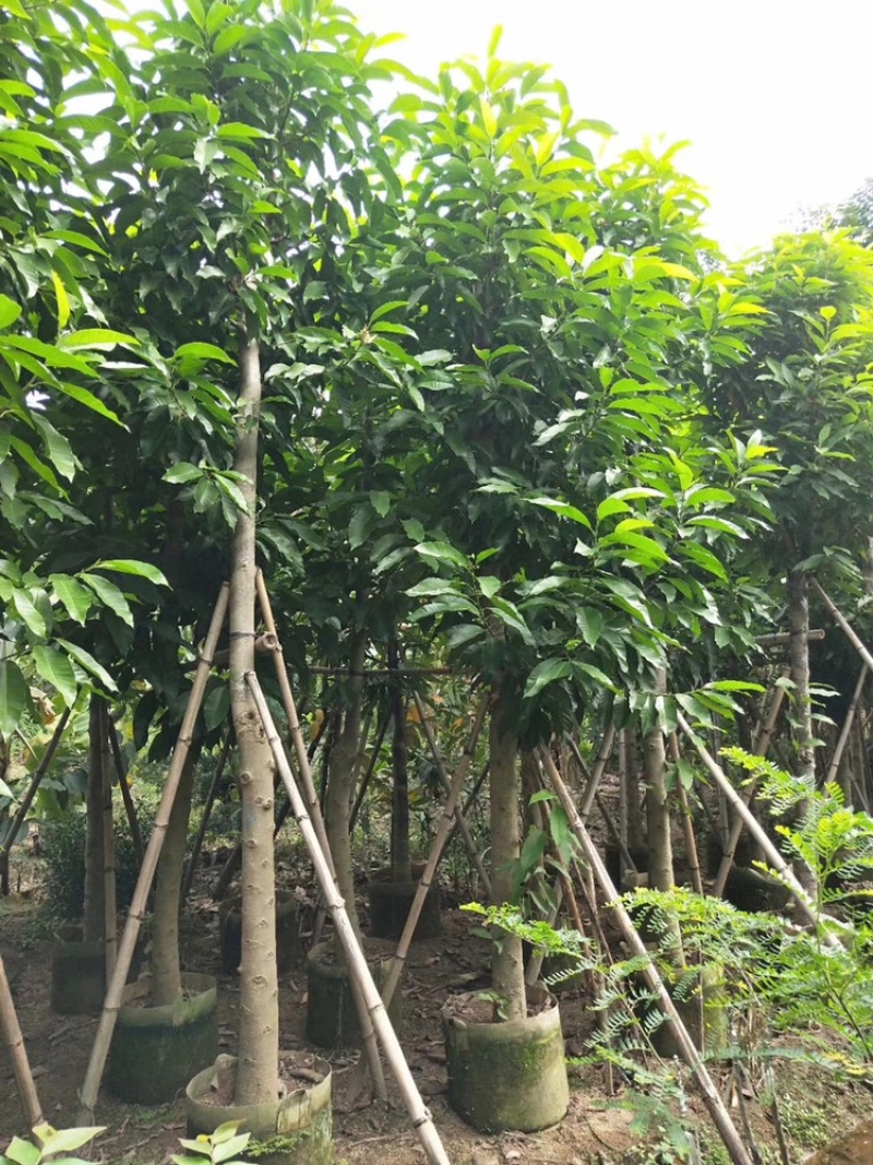 白玉兰树5-25分