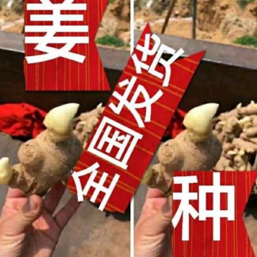 368高产脱毒姜种/二黄/小黄姜种产地直发/提供技术/
