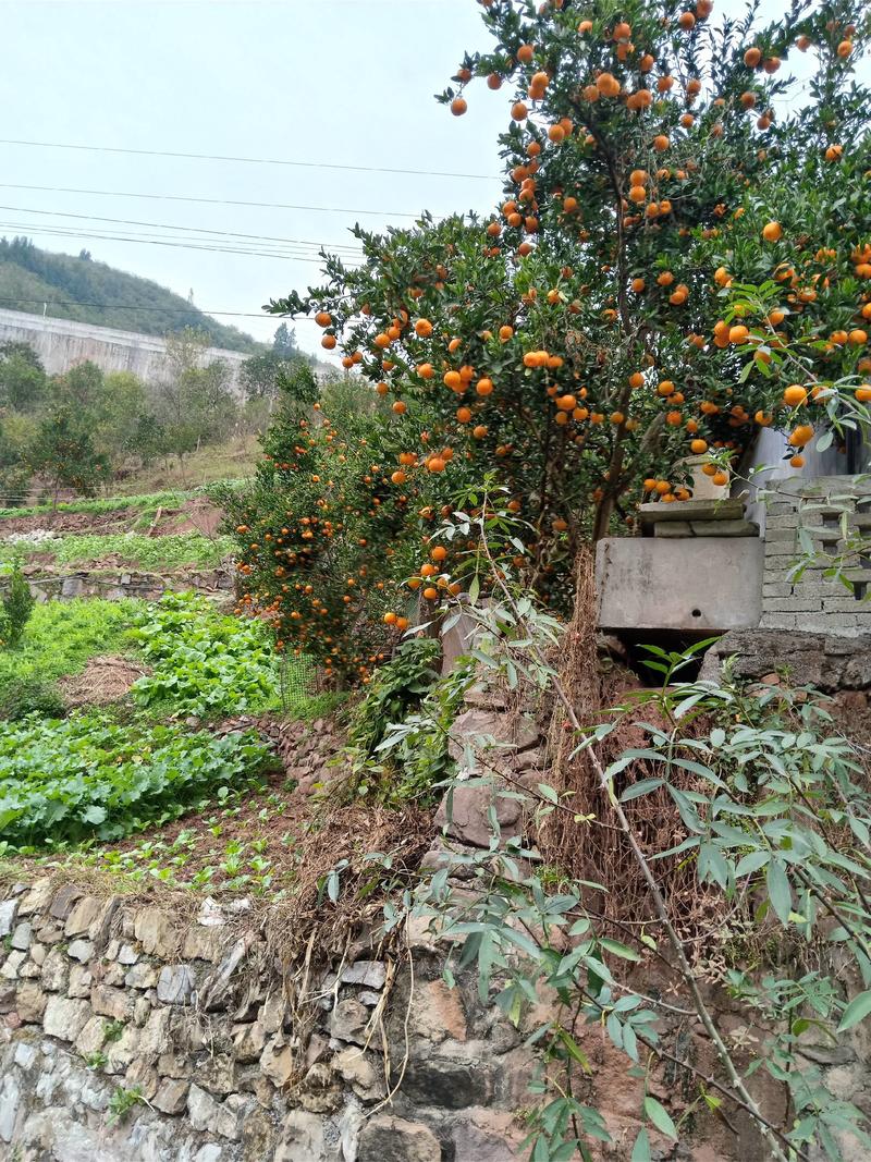 沃柑苗，三月红，反季节柑橘品种，青明节前后成熟，双季同株