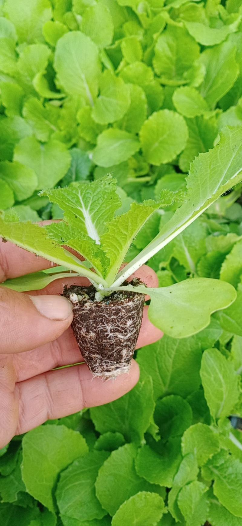 白菜苗