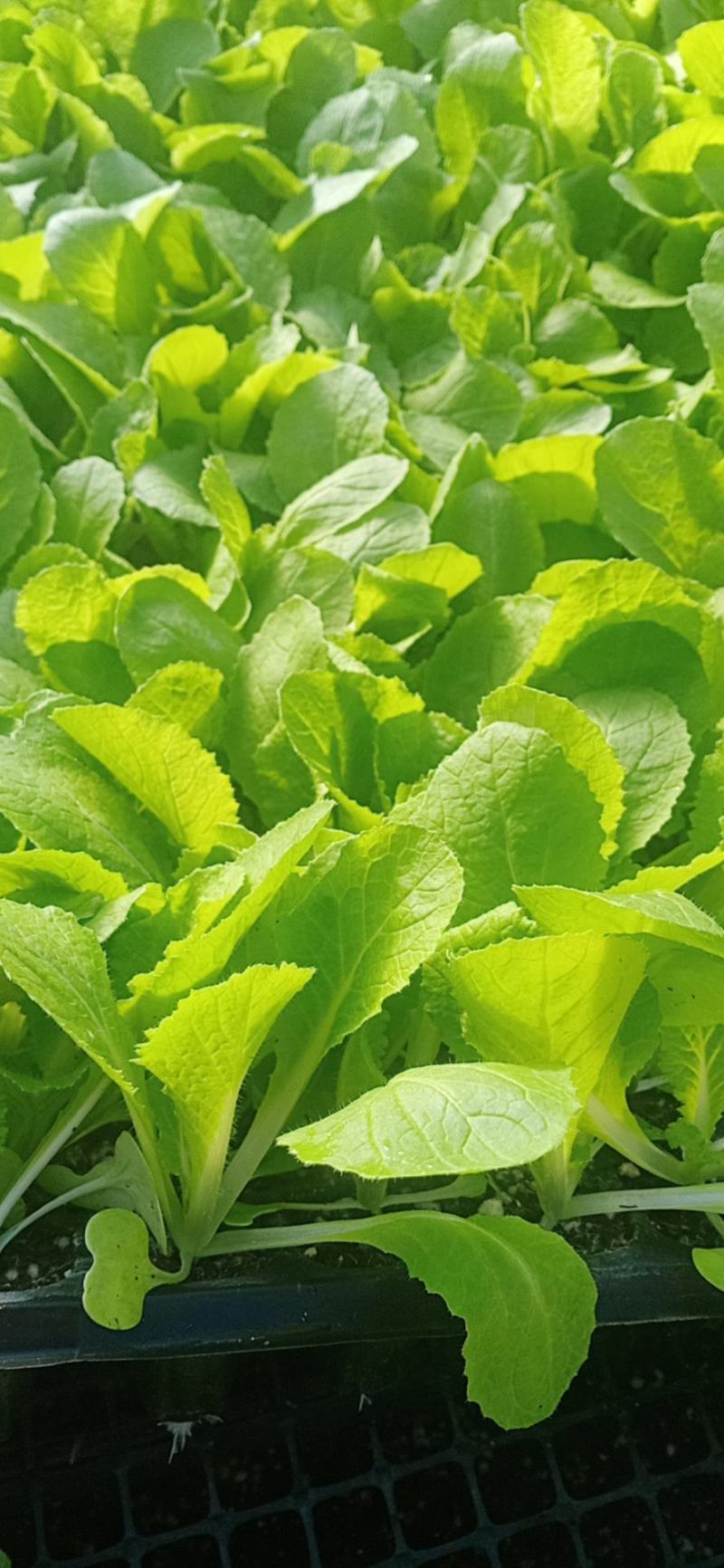 白菜苗