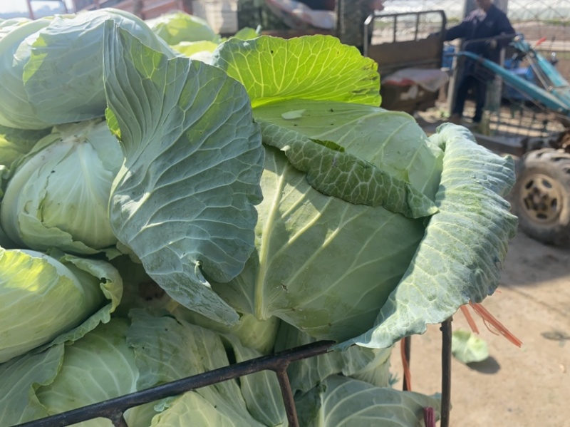 湖北当阳平包菜京丰包菜奥奇娜铁包基地直供