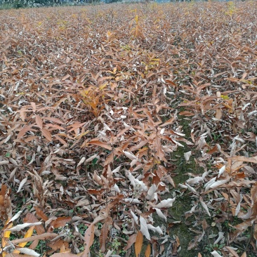 麻栎苗