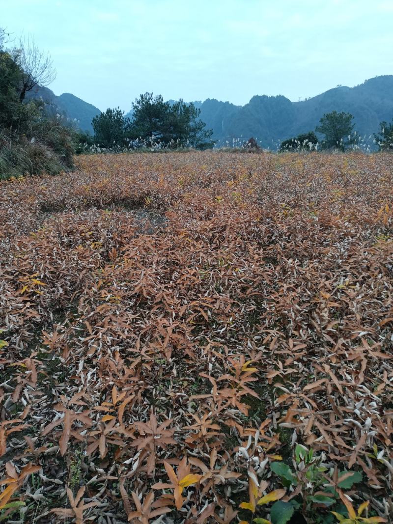 麻栎苗