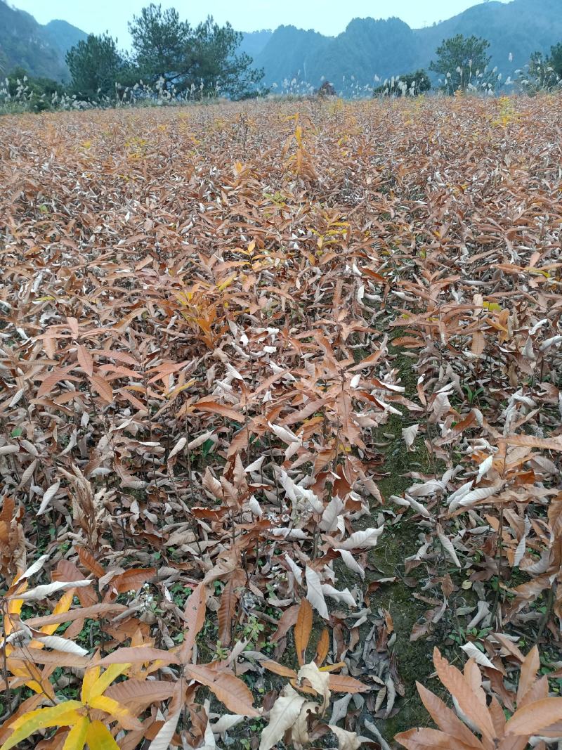 麻栎苗