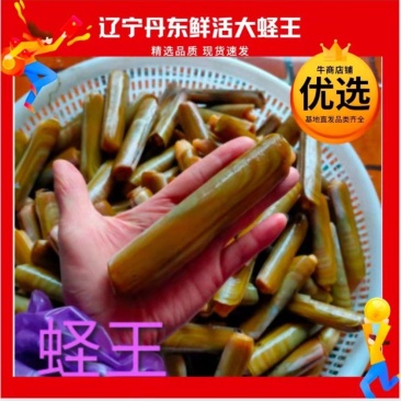 辽宁丹东东港鲜活蛏子大蛏王刀把蛏竹节蛏美人蛏海蛏鸭嘴蛏