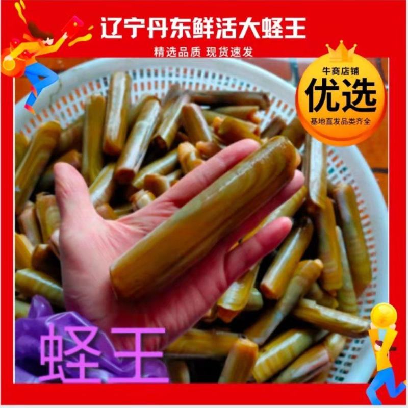 辽宁丹东东港鲜活蛏子大蛏王刀把蛏竹节蛏美人蛏海蛏鸭嘴蛏