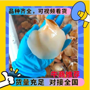 红定螺白定螺香螺肚脐螺猫眼螺玉螺大沙螺当地螺可视频看货