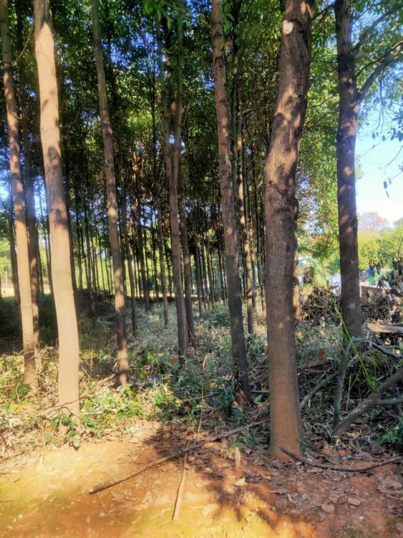 香樟树出售，8-10公分，可以全冠，裸根