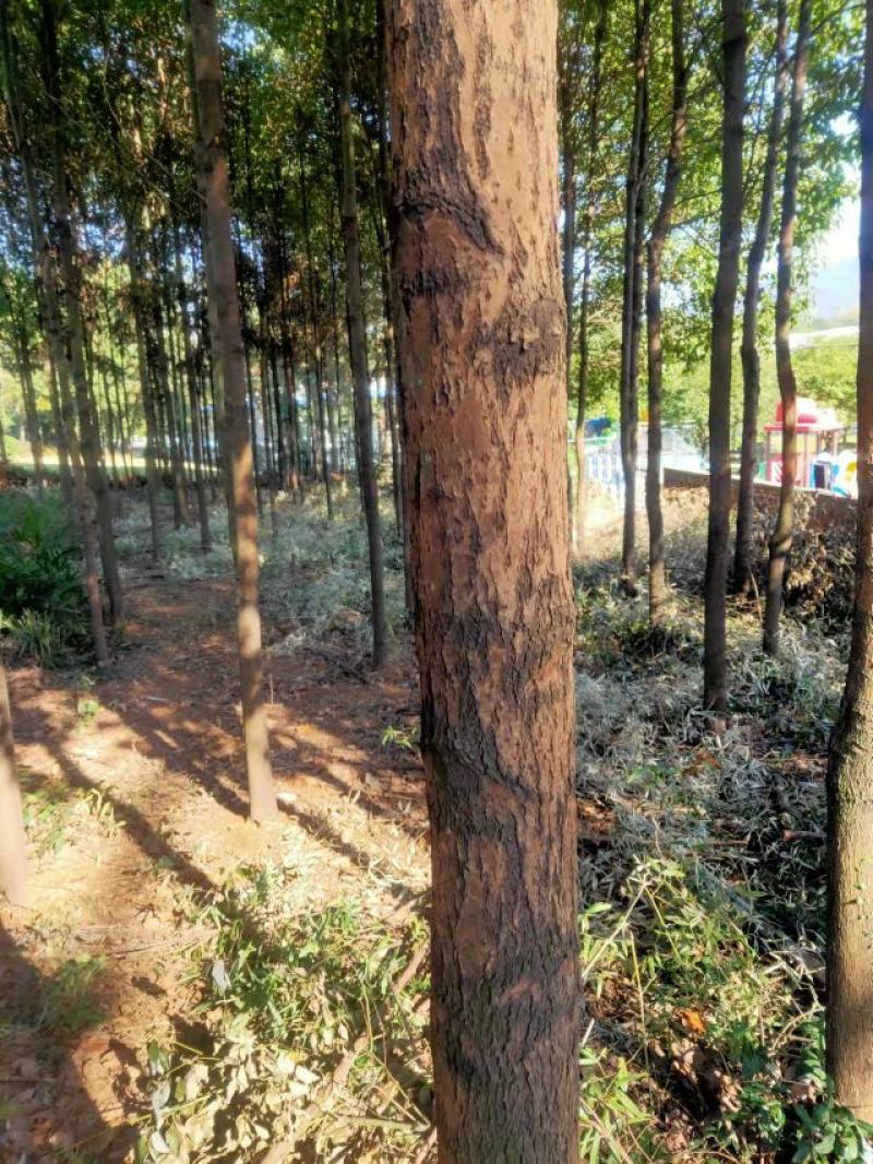 香樟树出售，8-10公分，可以全冠，裸根