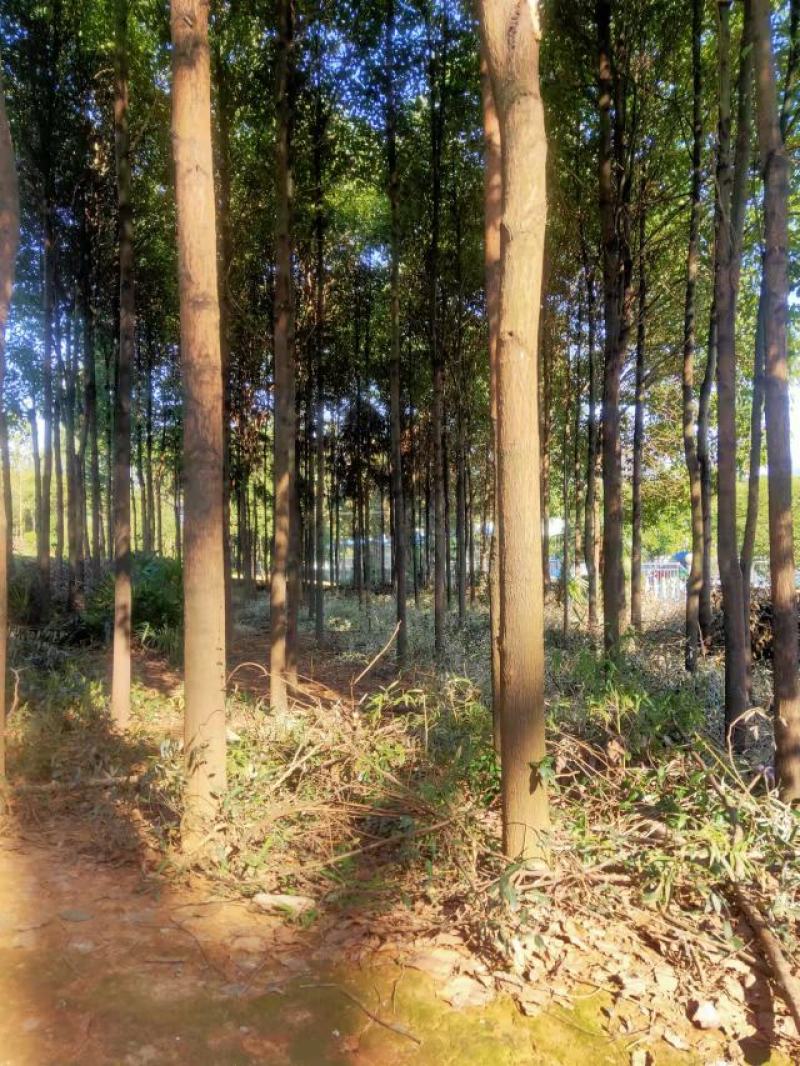 香樟树出售，8-10公分，可以全冠，裸根