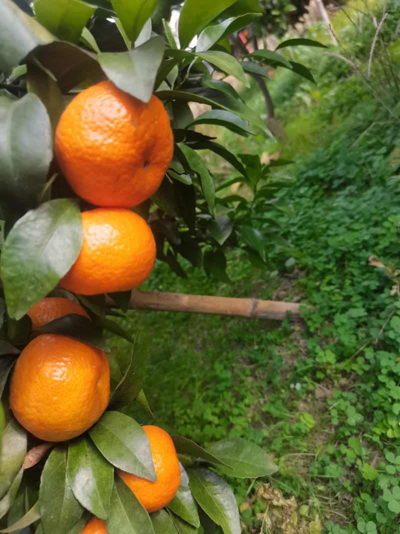 沙糖桔！正宗广西桂林沙糖桔开始上市了有需赶快联系！