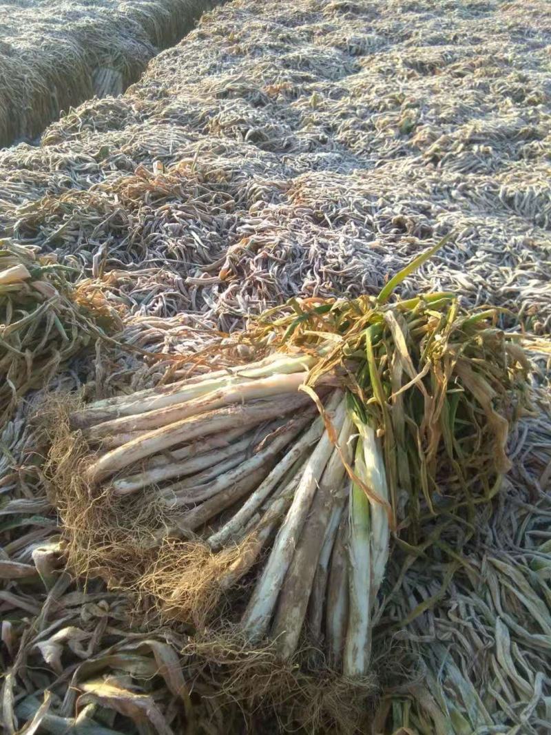 万荣长白大葱正在热销中，货源充足欢迎新老客户前来选购