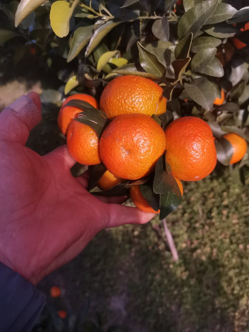 沙糖桔！正宗广西桂林沙糖桔开始上市了有需赶快联系！