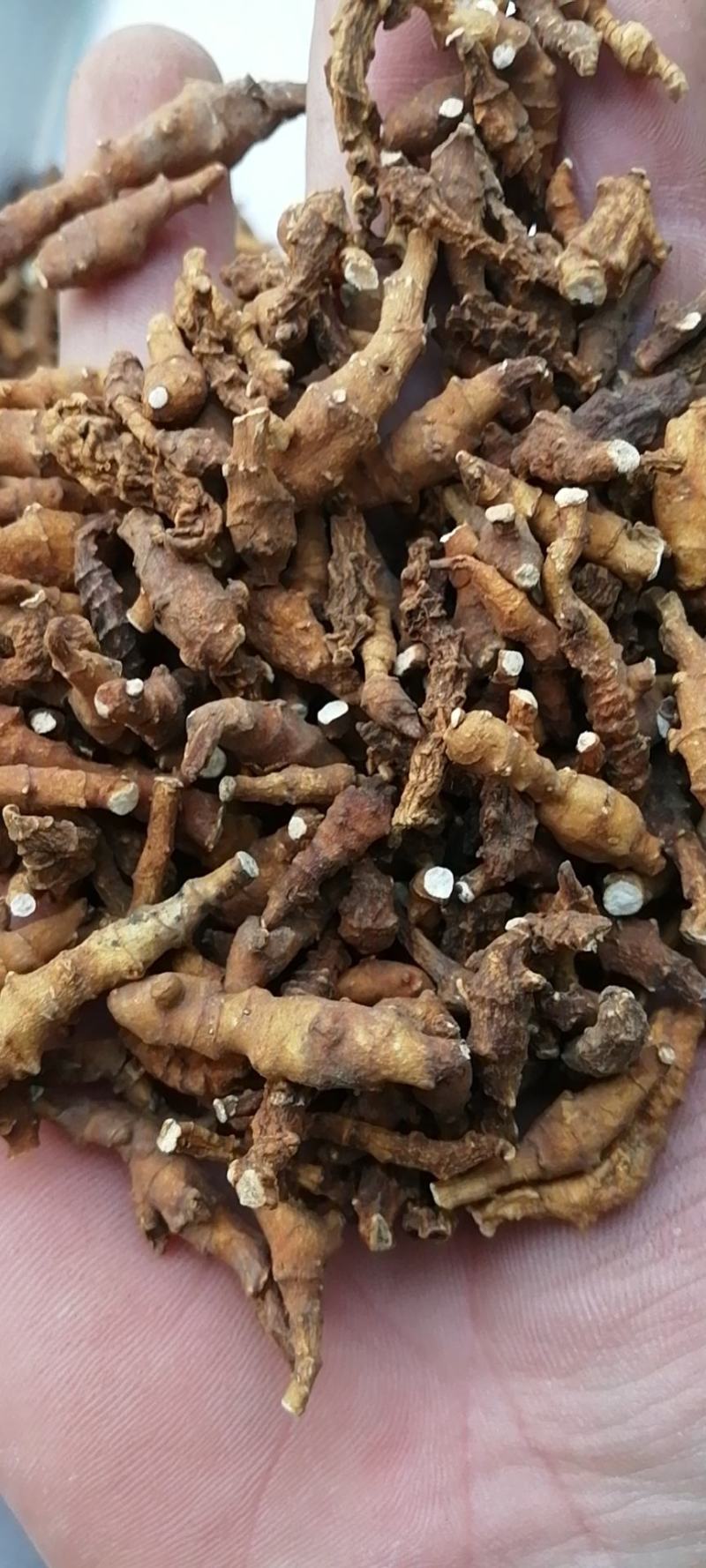 九节菖蒲水洗干货无硫不满意可退换货